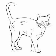illustration of a cat, vector draw