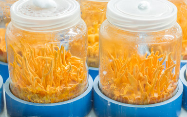 Cordyceps militaris