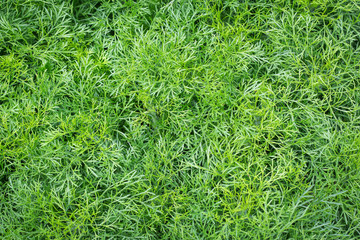 Green leaf of cosmos flower.