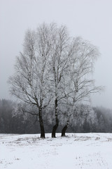 Three birches and forest./In the winter slightly foggy morning among a snow covered field there are three birches covered with hoarfrost. Wood is in the distance visible.