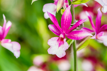 orchid flowers