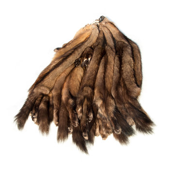 Bundle of brown tanned natural pelts of Russian Barguzin sable, valued for  its expensive fur, isolated on white Stock Photo | Adobe Stock