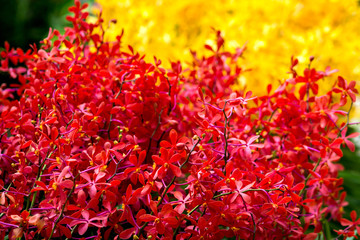 bouquet of red orchid flowers