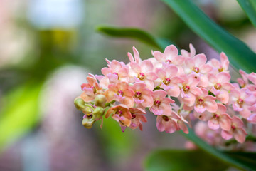 rhynchostylis gigantea orchid flowers