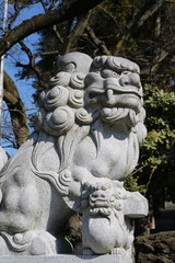 Fototapeta premium 狛犬 氏神さんの狛犬です。凛々しい顔をしています。