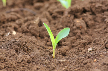 Growing Young Green Corn Seedling Sprouts in Cultivated Agricultural Farm Field, Selective Focus with Shallow Depth of Field
