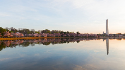 Fototapeta na wymiar Washington Monument across Tidal Basin during cherry blossom festival. A peak of cherry blossom around the Tidal Basin in Washington DC, USA.