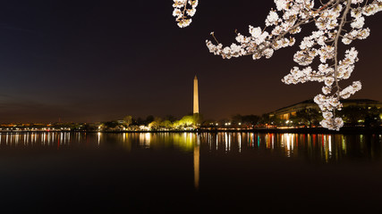Washington Monument across Tidal Basin during cherry blossom festival, Washington DC. Washington Monument on dark blue night sky background in the dusk.