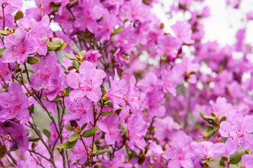 rhododendron flowers magenta background