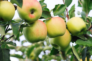 apples on the tree