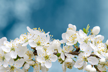 cherry tree blooming branch with white blossoms closeup