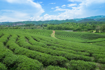 Green tea plantation landscape, Choui Fong tea plantation, Thailand.