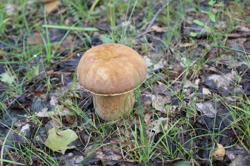One small porcini in a summer forest 20090
