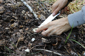 Cutting agaric mushrooms in the forest 20115