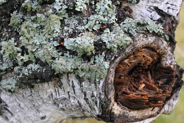 Place broken birch branches in the forest 20118