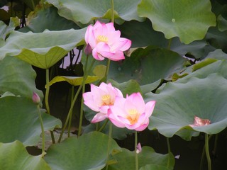 Lotus flower, close up. Pink.