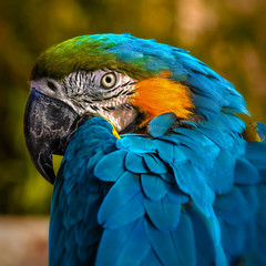 Macaw parrot portrait square composition eye contact close up shot