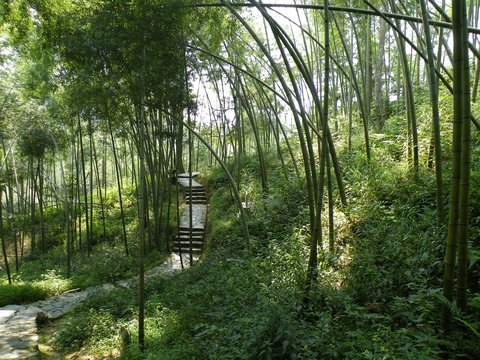 Fototapeta Tropical jungle forest. Tree and green.