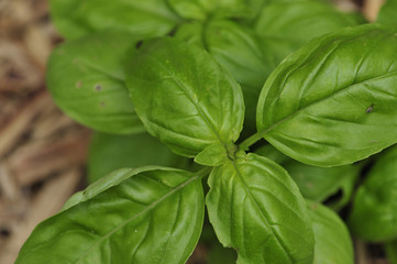 Basil Leaves