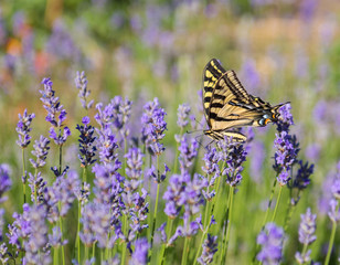 Western Tiger Swallowtail butterfly on blooming Lavendar © jbosvert