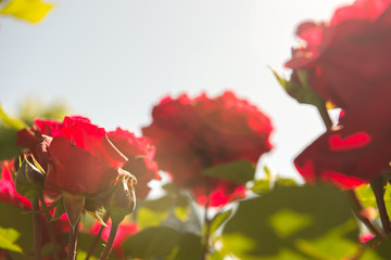 Backlit red roses on a bush with sun flare