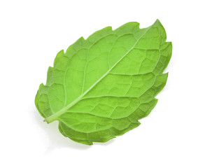 Obraz premium fresh mint leaf isolated on white background