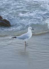 Silver Gull