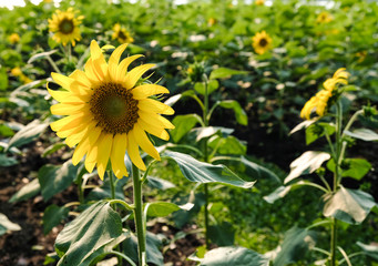 Sunflowers garden.