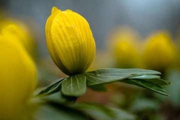 Springtime - Yellow flower closeup with shallow depth of field - Eranthis hyemalis - early signs of spring