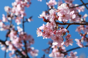 青空と桃の花
