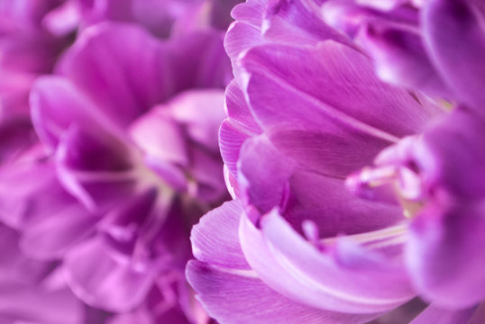 Close-up of violet tulip petals, a blurred floral background with details. © Victoria