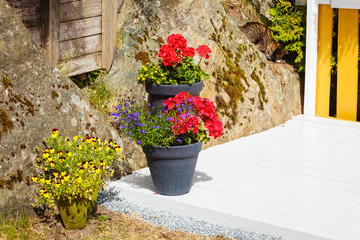 Pots with colorful flowers, botany and floral beauty