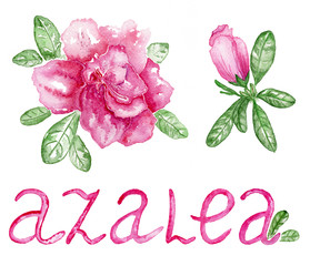 flowers azalea on the white background with original inscription 