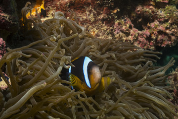 Fototapeta na wymiar Anemonefish (clownfish) with a perfect symbiotic relationship with an anemone