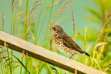 Little bird in green grass on lake shore