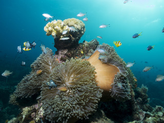 Beautiful coral reef with Anemones and fish, Mozambique