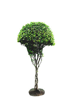 Golden Fig