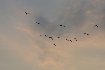 Birds in flight at sunset background