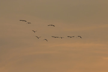 Birds in flight at sunset background