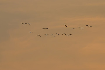 Birds in flight at sunset background