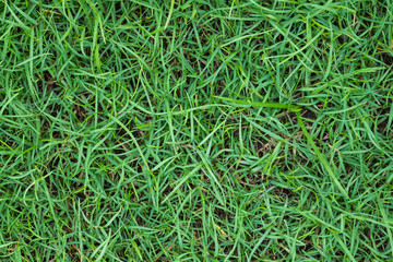 Green grass on top view