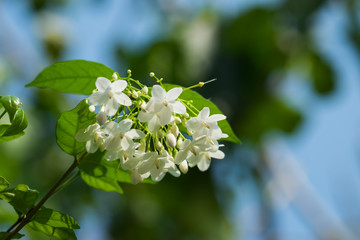 group of Orange Jessamine flowers