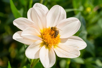 Wespe mit Blütenstaub auf einer Blüte