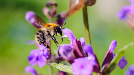 Salbeiblüten laden Biene zum Nektarsammeln ein