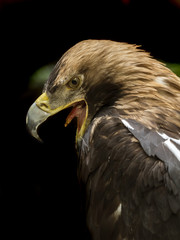 Kaiseradler