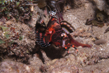 Two Eyed Lionfish 