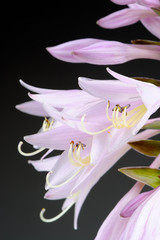 Hosta (Funkia or Plantain Lily) Flower Spike on Gradient grey background