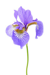 Iris Flower on White