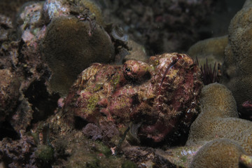 Fototapeta na wymiar Devil Scorpionfish beautifully camouflaged with the coral reef