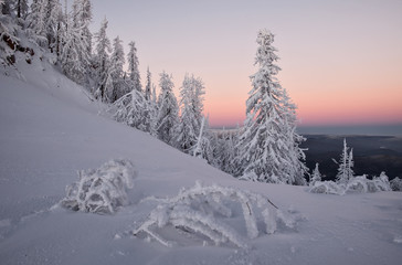 Winter forest at twilight